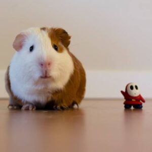 hamster